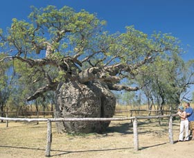 Boab Prison Tree - Accommodation Adelaide 0