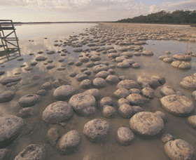 Lake Clifton Thrombolites - Accommodation Adelaide 0