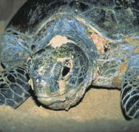 Turtle Nesting Season - Accommodation Adelaide