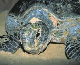Turtle Nesting Season - Accommodation Adelaide 0