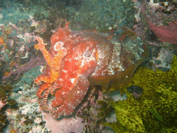 Jervis Bay Dive Charters - Accommodation Adelaide