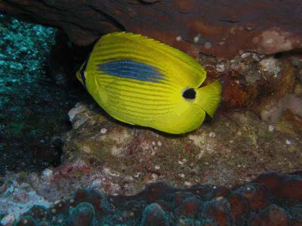Jervis Bay Dive Charters - Accommodation Adelaide 1