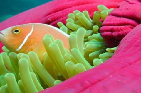 Great Adventures Reef And Green Island Cruises - Accommodation Adelaide 2