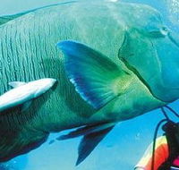 Aristocat Snorkel and Scuba Port Douglas - Accommodation Adelaide