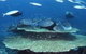 Deep Sea Divers Den - thumb 2