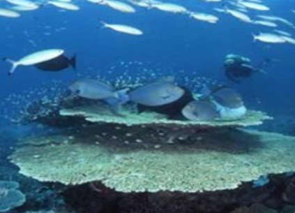 Deep Sea Divers Den - Accommodation Adelaide 2