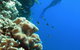 Reef Magic Cruises - thumb 0