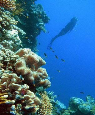 Reef Magic Cruises - Accommodation Adelaide 0
