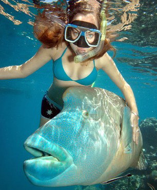 Reef Magic Cruises - Accommodation Adelaide 1