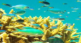 Reef Jet Cruises - Accommodation Adelaide 4