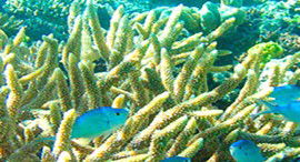 Reef Jet Cruises - Accommodation Adelaide 5