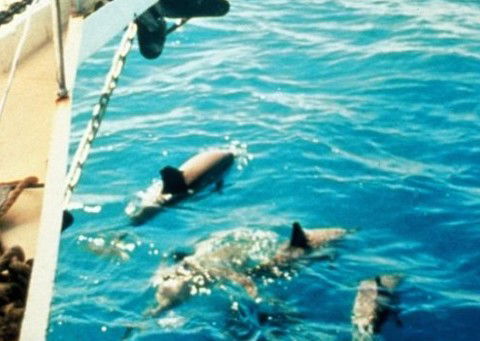 A Whitsunday Luxury Sailing Holiday - Accommodation Adelaide 5