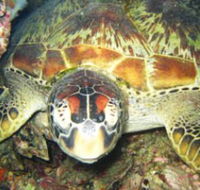 Adrenalin Snorkel and Dive - Accommodation Adelaide