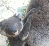 West Oz Wildlife Petting Zoos - Accommodation Adelaide