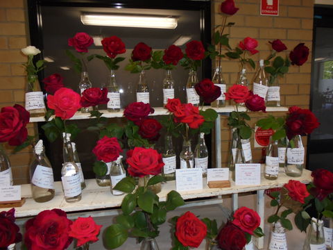 Anglican Spring Flower Show Gundagai - Accommodation Adelaide 0