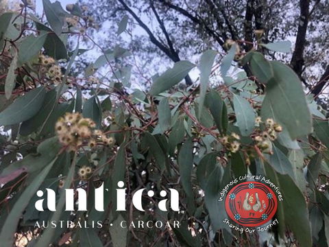 Antica Australis - Winter Fire Festival - Accommodation Adelaide 0