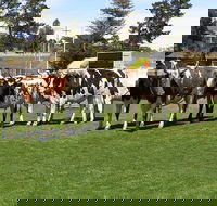 Brighton Show - Accommodation Adelaide