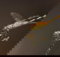 Dragonfly Discovery - Accommodation Adelaide