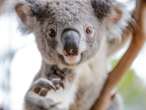 Meet The Stars Of The Livestreams - Accommodation Adelaide 0
