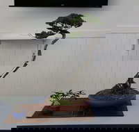 Wauchope Bonsai Workshop Group - Accommodation Adelaide