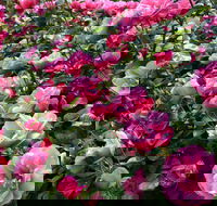 2020 Woolmers Estate Festival of Roses - Accommodation Adelaide