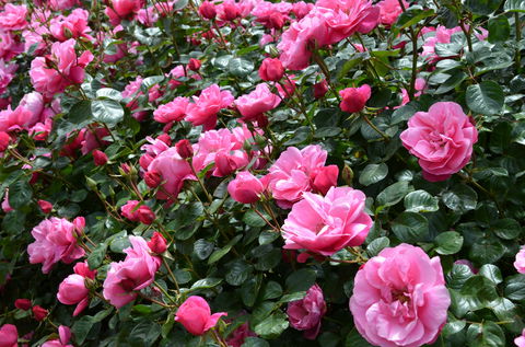 2020 Woolmers Estate Festival Of Roses - Accommodation Adelaide 0