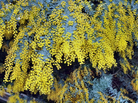 Australian Wattle Day @ The Old Bus Depot Markets - Accommodation Adelaide 0