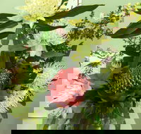 Blackheath Flower and Craft Show - Accommodation Adelaide