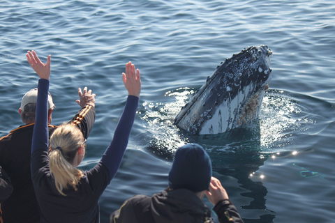 Eden Whale Festival - Accommodation Adelaide 0