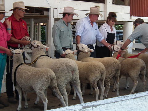 Glen Innes Pastoral And Agricultural Show - Accommodation Adelaide 2