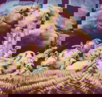 Grafton Farmers Market - Accommodation Adelaide