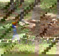 July 2020 Holidays- Go Wild at the Mt Lofty Adventure Hub - Accommodation Adelaide