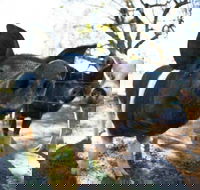 Mudgee Farm Walks - Accommodation Adelaide