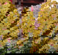 Sapphire Coast Orchid Club Winter Orchid Show - Accommodation Adelaide