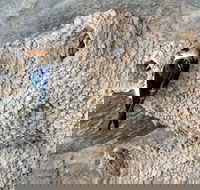 2020 Katherine Bird Festival - Accommodation Adelaide