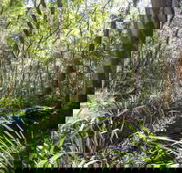 Bottlebutt Bash Trail Run - Accommodation Adelaide