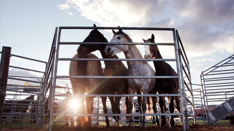 Cunnamulla Fella Festival 2020 - Accommodation Adelaide 1