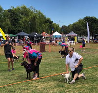 Dogs In the Park NSW St Ives - Accommodation Adelaide