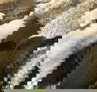 Flinders Island Show - Accommodation Adelaide