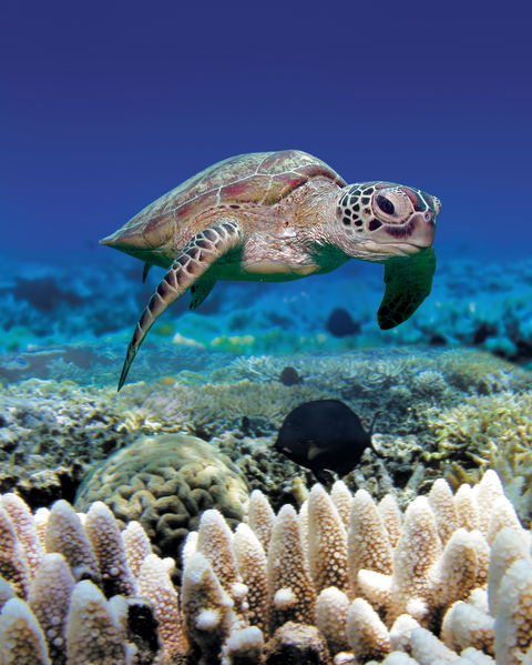 Great Adventures Green Island Ocean Swim - Accommodation Adelaide 2