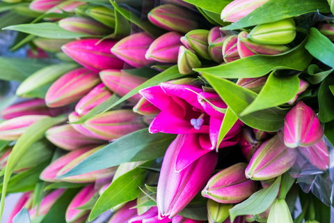 Harvest Launceston Community Farmers' Market - Accommodation Adelaide 0