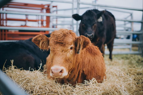 Mudgee Small Farm Field Days - Accommodation Adelaide 2