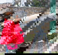 Sydney Observatory Mandarin Tour - Accommodation Adelaide