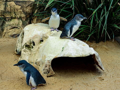 Sydney's Aquarium - Accommodation Adelaide 2