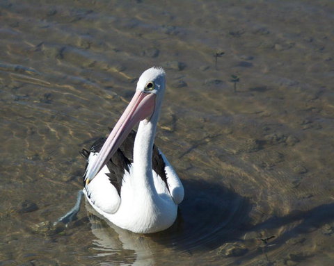 Moreton Bay Beach Lodge - Accommodation Adelaide 4