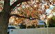 Healesville House - Magnolia House - thumb 1