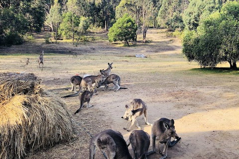 Seven Hills Tiny House - Accommodation Adelaide 2