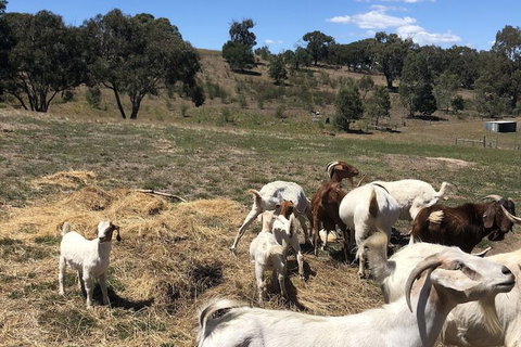 Seven Hills Tiny House - Accommodation Adelaide 3