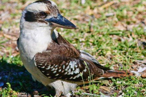 Kookaburras At Smiths - Accommodation Adelaide 5