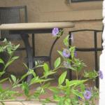 Amalie Cottage Waikerie Unit 1 - Accommodation Adelaide 0